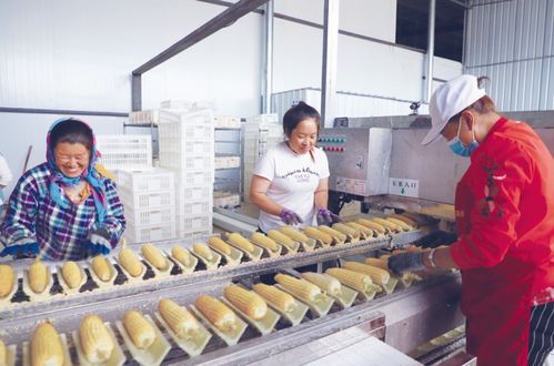 亮眼 突泉縣有張 黃金名片